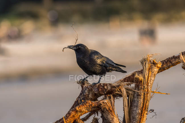 Um Corvo Americano recolhendo material de nidificação na praia — Fotografia de Stock
