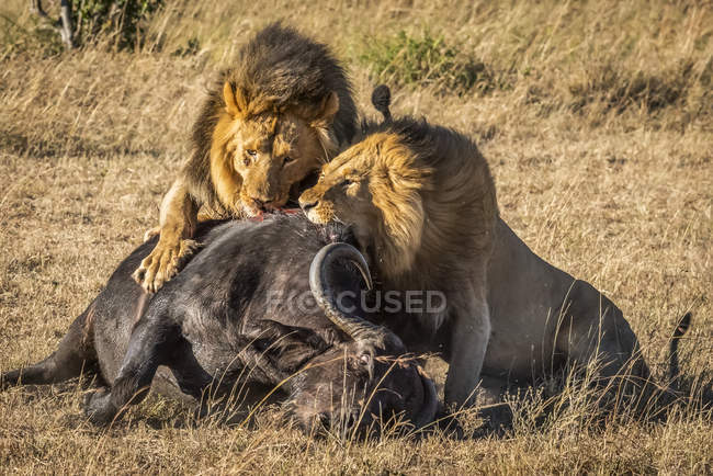 Vista panorámica de majestuosos leones en la naturaleza salvaje comiendo toro - foto de stock
