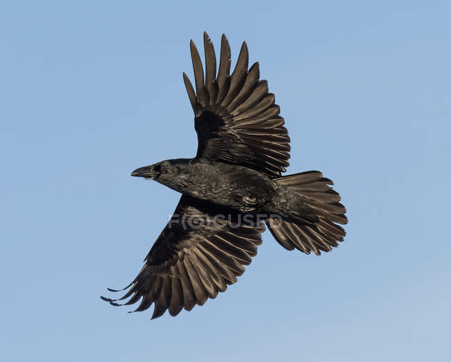 Raven voando em um céu azul; Alaska, Estados Unidos da América — Fotografia de Stock