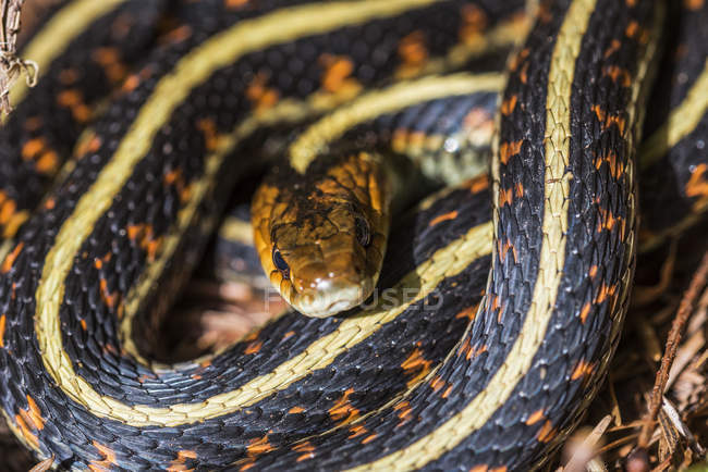 Western Garter Snake (Thamnophis elegans) en un día de primavera; Brownsmead, Oregon, Estados Unidos de América - foto de stock