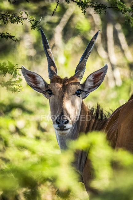 Nahaufnahme von Land (taurotragus oryx), Kamera durch Laub, Serengeti; Tansania — Stockfoto
