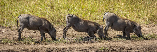 Drei gemeine Warzenschweine (phacochoerus africanus) grasen kniend in einer Reihe, Serengeti; Tansania — Stockfoto