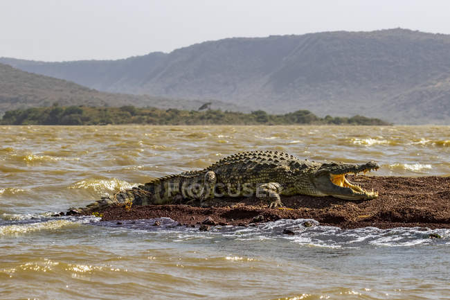 Cocodrilo del Nilo (Crocodylus niloticus) en el lago Chamo, Parque Nacional Nechisar; Etiopía - foto de stock