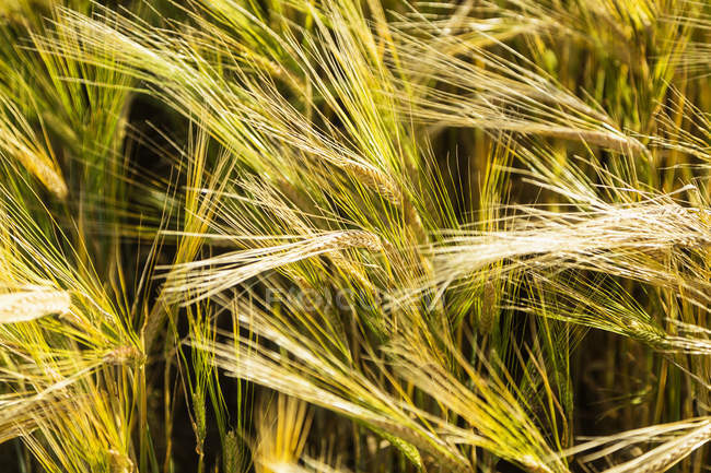 Close-up of barley ripening and ready for harvest; Legal, Alberta, Canada — стокове фото