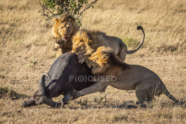 Vista panorámica de majestuosos leones en la naturaleza salvaje atacando toro - foto de stock