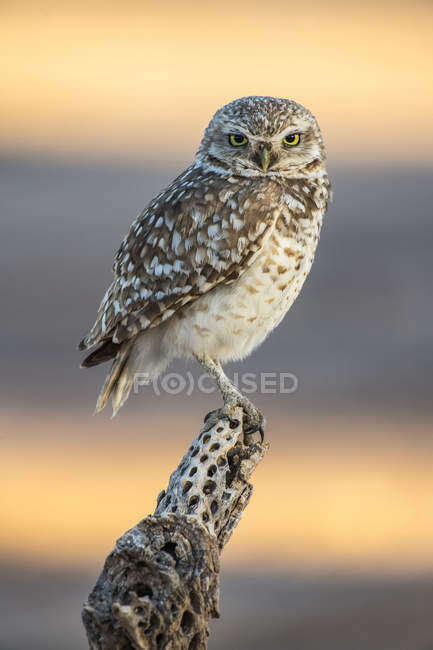 Крупним планом красивий птах Burning Sowl у дикій природі, розмитий фон — стокове фото