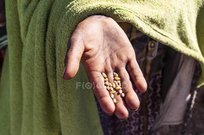 Mano de un niño etíope sosteniendo granos de trigo, montañas Simien; Región de Amhara, Etiopía - foto de stock