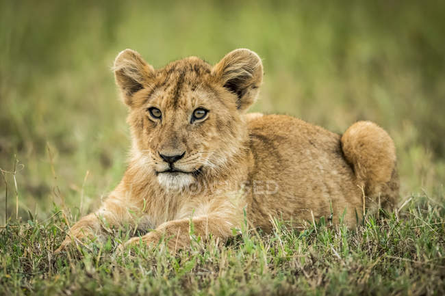 Живописный вид величественного львенка на дикую природу, лежащую на траве — стоковое фото