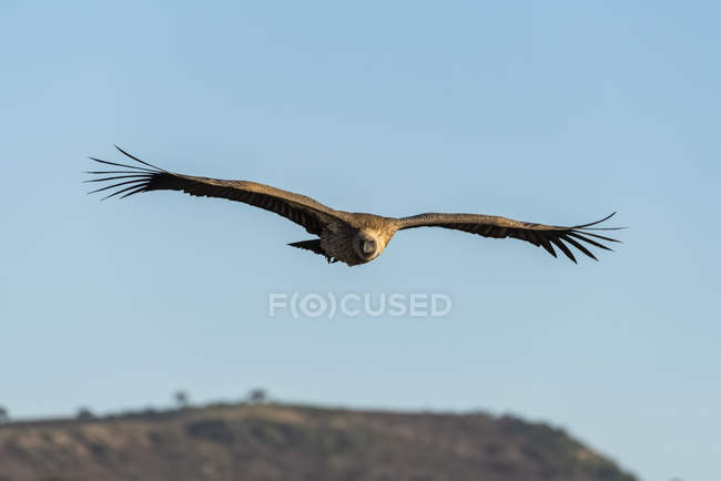 African white-backed vulture soars above grassy ridge — Stock Photo