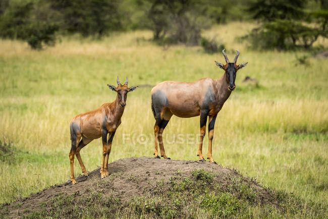 Топі (Дамаліск Лунатус дзімела) і телятко стоять на бруді в Серенгеті; Танзанія — стокове фото