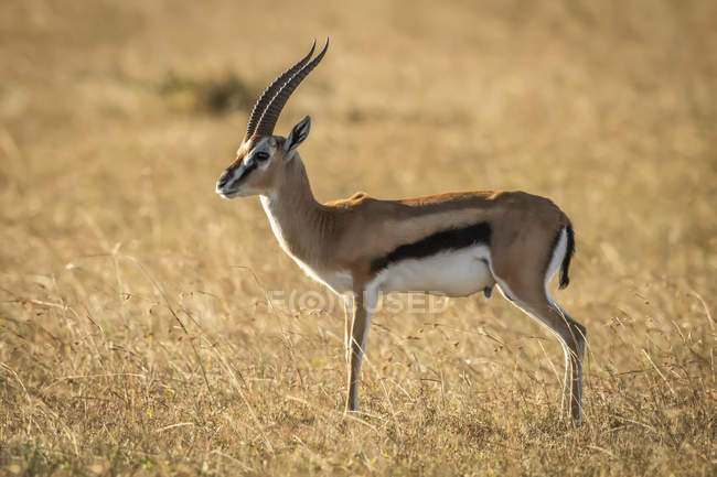 Thomsons gazelle (Eudorcas thomsonii) in piedi di profilo in erba, Serengeti; Tanzania — Foto stock