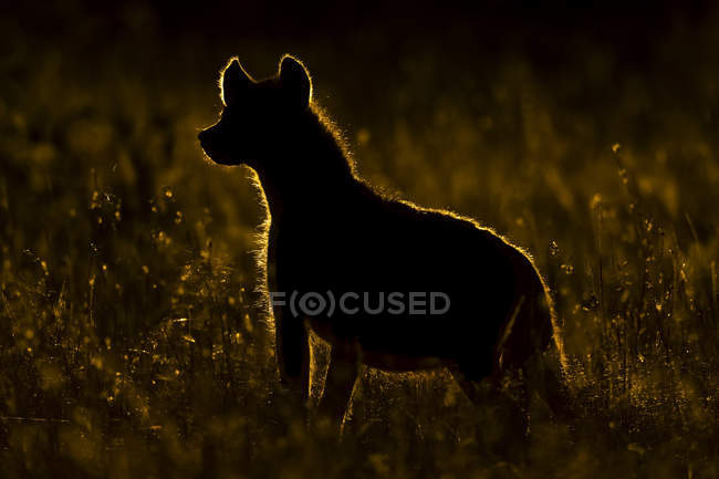 Пятнистая гиена на траве под закатом — стоковое фото