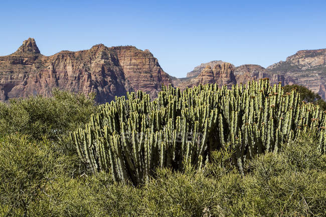 Vista panorámica del cactus arborescente; Dugem, Tigray, Etiopía - foto de stock