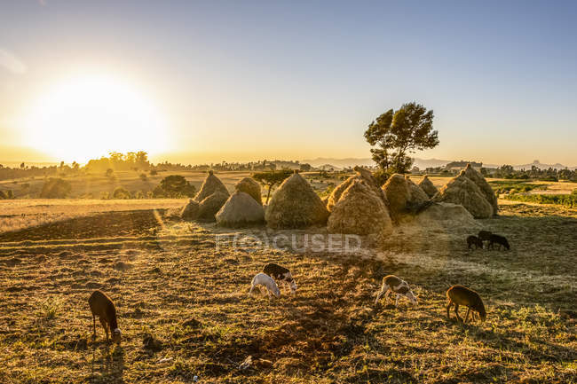 Ziegen und Heuhaufen auf den Feldern von teff, jib gedel; amhara region, Äthiopien — Stockfoto
