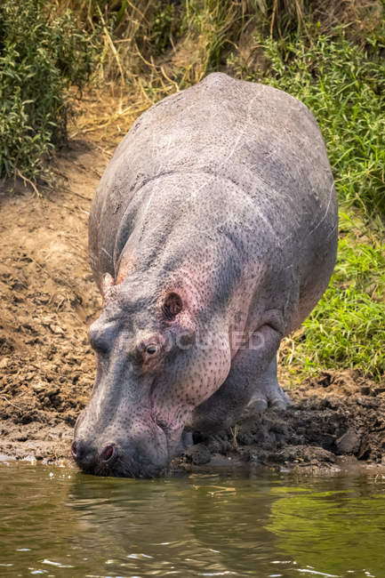 Hippopotamus (Hippopotamus amphibius) on river bank bending to drink, Serengeti; Tanzania — Stock Photo
