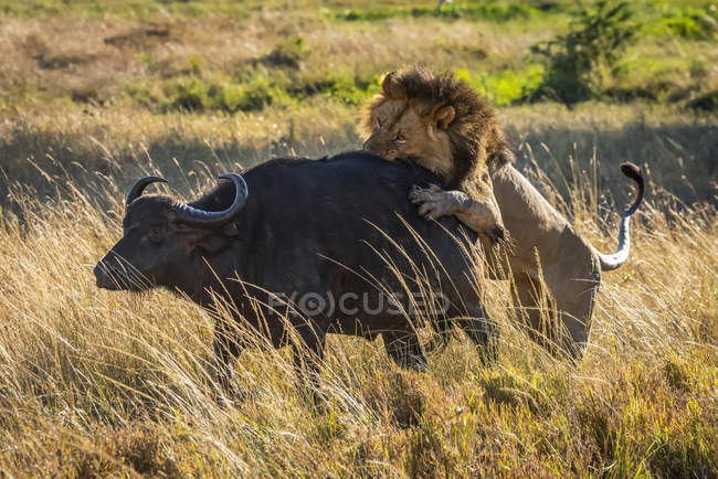 Vista panorámica del majestuoso león en la naturaleza salvaje atacando toro - foto de stock