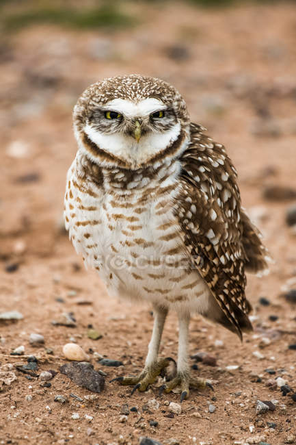 Vista da vicino della bella Burrowing Owl uccello nella natura selvaggia, sfondo sfocato — Foto stock