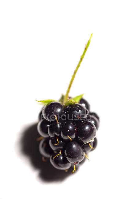 Blackberry with stem on white background — Stock Photo