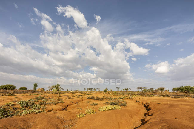 Кустарниковая растительность вблизи Турми, Долина Омо; Южный регион народов и национальностей, Эфиопия — стоковое фото