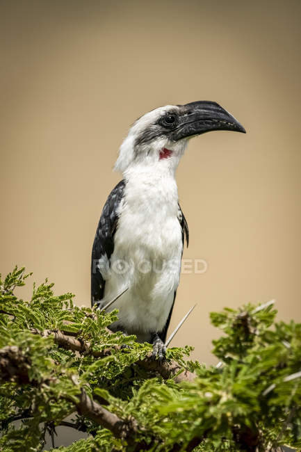 Femmina Von der Deckens hornbill (Tockus deckeni) su thornbush, Serengeti; Tanzania — Foto stock