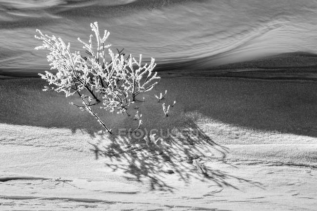 Black and white image of a snow-covered shrub and shadows, Thunder Bay, Ontario, Canada — Stock Photo