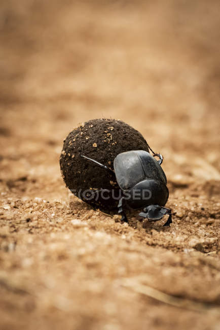 Escarabajo de estiércol (Scarabaeoidea) bola de estiércol rodante en pista, Serengeti; Tanzania - foto de stock