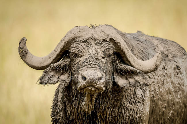 Vista panorâmica do búfalo africano na natureza selvagem — Fotografia de Stock