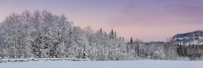 Седой мороз на деревьях зимой; Thunder Bay, Онтарио, Канада — стоковое фото