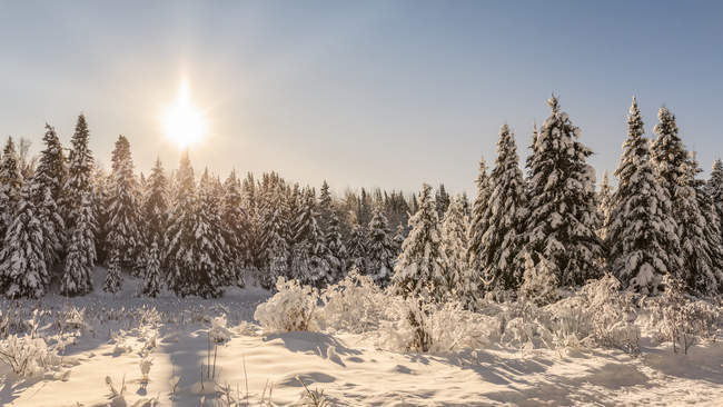 Árboles cubiertos de nieve al atardecer; Thunder Bay, Ontario, Canadá - foto de stock