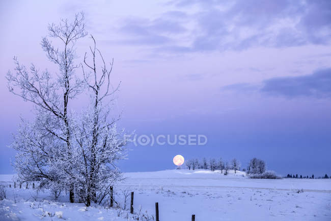Hoar frost on a trees in winter; Thunder Bay, Ontario, Canada — Stock Photo