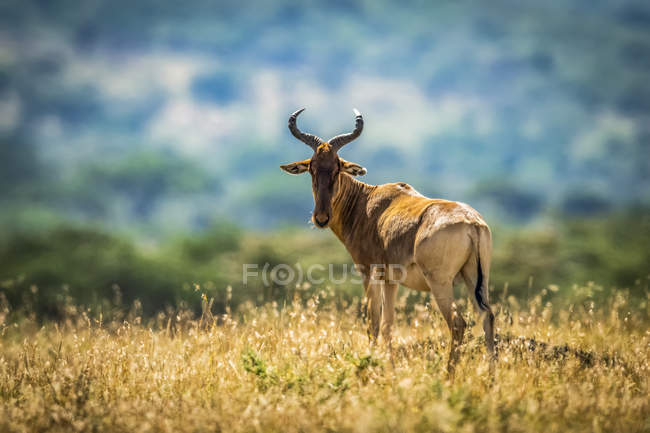 Koks-Hartebeest (alcelaphus buselaphus cokii) steht auf einem Hügel und beobachtet Kamera, Serengeti; Tansania — Stockfoto