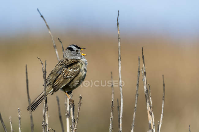 Sparrow de coroa branca (Zonotrichia leucophrys) cantando na Costa do Oregon; Newport, Oregon, Estados Unidos da América — Fotografia de Stock