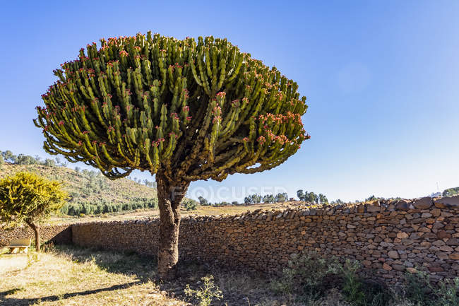 Arboreszierender Kaktus am Dungur-Palast, der lokal als Palast der Königin von Saba bekannt ist; axum, tigrau Region, Äthiopien — Stockfoto