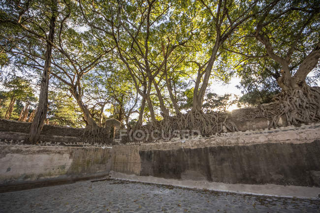 Фігове дерево на стіні корпусу Фамільідних ванн; Гондар, Амхара області, Ефіопія — стокове фото