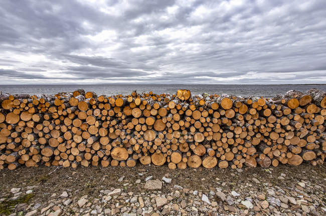Сваленные дрова, недалеко от Сент-Энтони, Ньюфаундленд и Лабрадор, Канада — стоковое фото