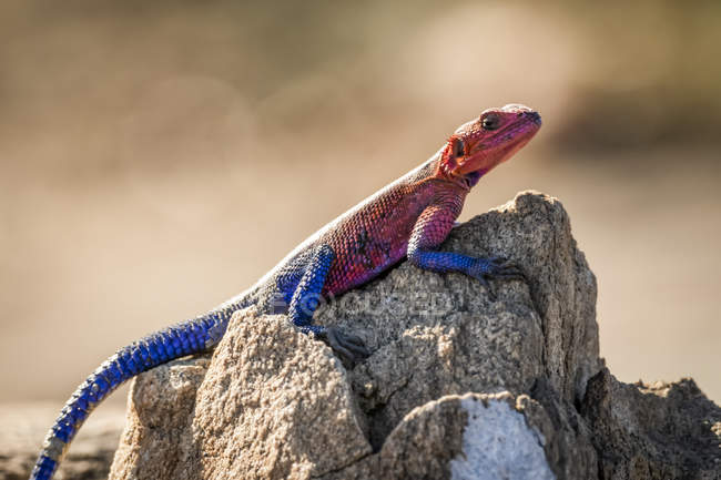 Agama do Homem-Aranha (Agama mwanzae) lagarto sobre rocha iluminada pelo sol, Serengeti; Tanzânia — Fotografia de Stock