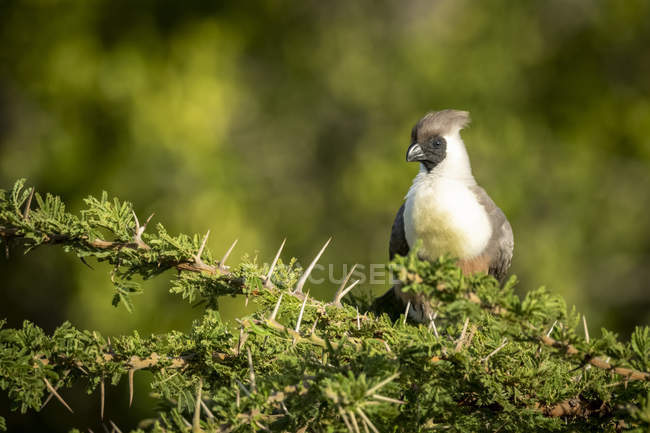 Bare-faced go-away-bird perches in thorny acacia tree — Stock Photo