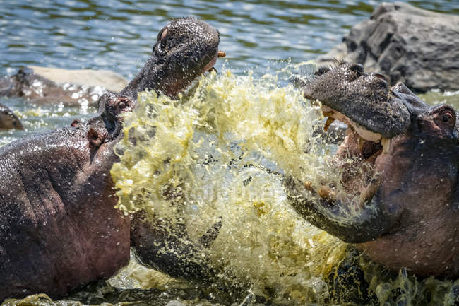 Vue panoramique sur les majestueux hippopotames combattant dans l'eau — Photo de stock