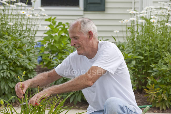 Hombre mayor recortando vainas de semillas de lirios de día - foto de stock