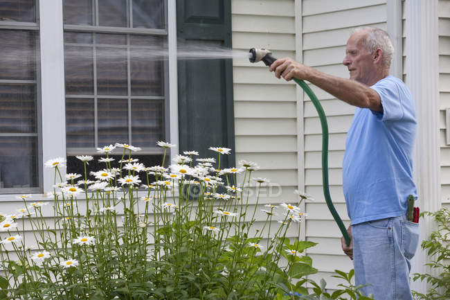 Senior man spraying his daisies in outdoor garden — Stock Photo