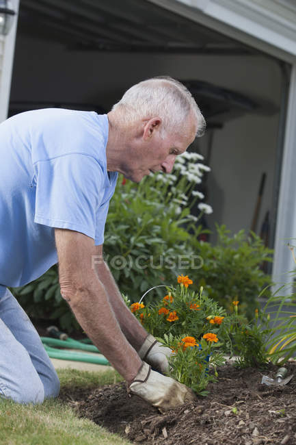 Senior man planting marigold flowers in his garden — Stock Photo