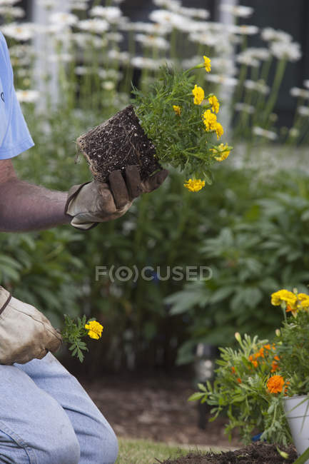 Старший человек готовит корни новых цветов Мэриголд для посадки в саду — стоковое фото