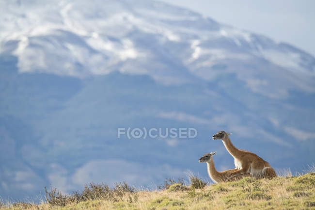 Guanaco è la principale fonte di cibo per il puma del Cile meridionale; Torres del Paine, Cile — Foto stock