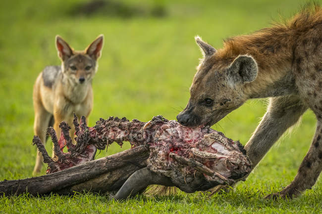 Пятнистые гиены едят мясо в дикой природе — стоковое фото