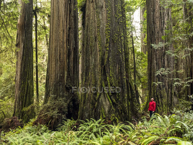 Чоловік стоїть у Редвудських лісах Північної Каліфорнії (США). — стокове фото