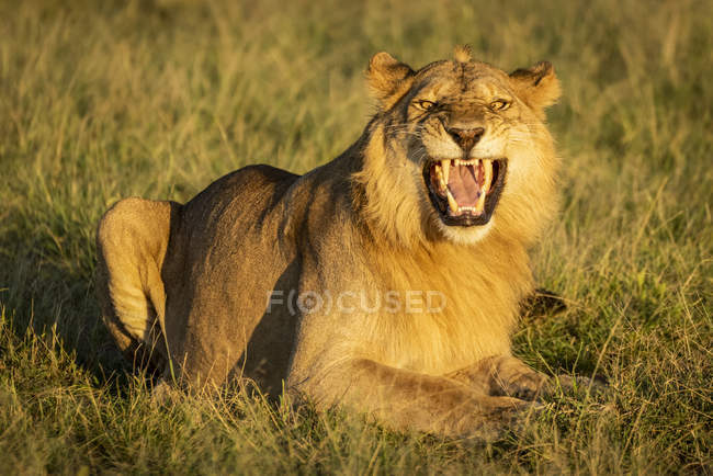 Malerischer Blick auf majestätische Löwen in wilder Natur — Stockfoto