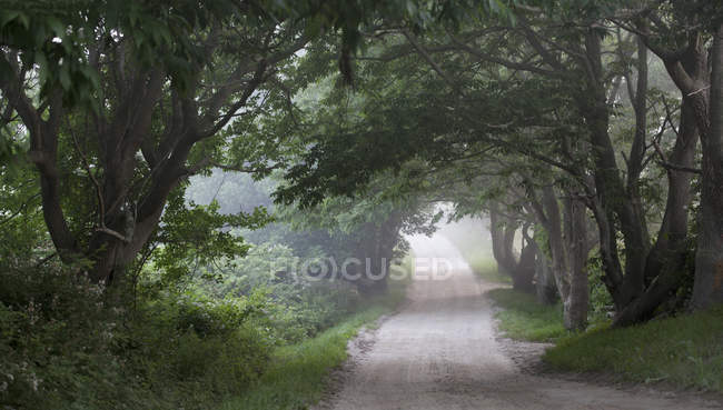 Vista della strada di campagna vuota con alberi verdi che crescono accanto — Foto stock
