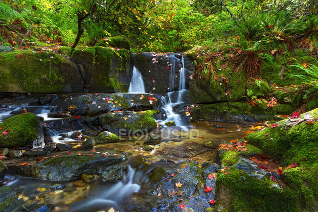 Kaskadierende Wasserfälle im Anderson Creek mit üppigem Laub; Ahornrücken, britische Columbia, Kanada — Stockfoto