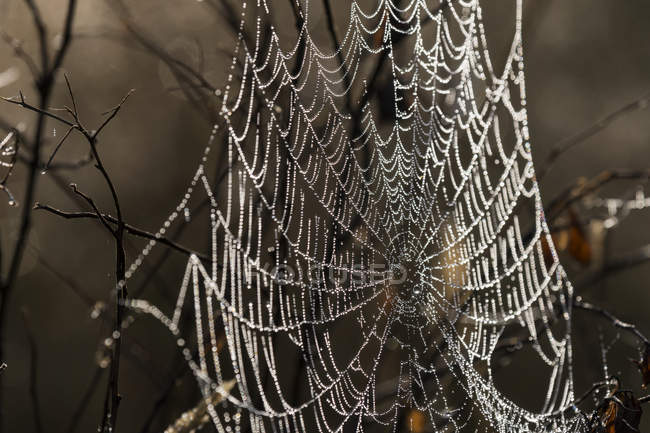 Una araña tejedora de orbes teje una tela oscura en una pradera de Oregón; Astoria, Oregón, Estados Unidos de América - foto de stock