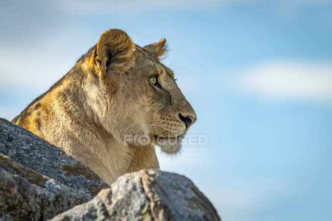 Vista panorâmica da majestosa leoa na natureza selvagem — Fotografia de Stock